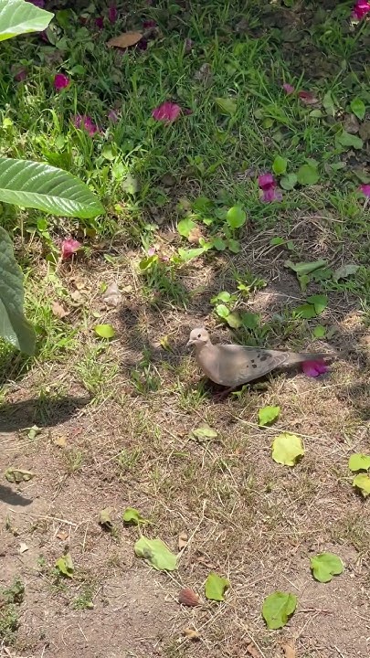 Курочка по зернышку. #nature - YouTube