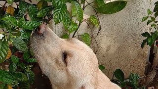 Simba Bhi Gardening Karega 