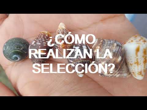 Vídeo: Partición De Recursos De Conchas Como Mecanismo De Coexistencia En Dos Especies De Cangrejo Ermitaño Terrestre Concurrentes