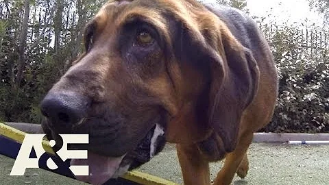 Dogs of War: Macy the Bloodhound Cross (Season 1, ...