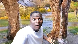 I Investigated The River Flowing From A Tree