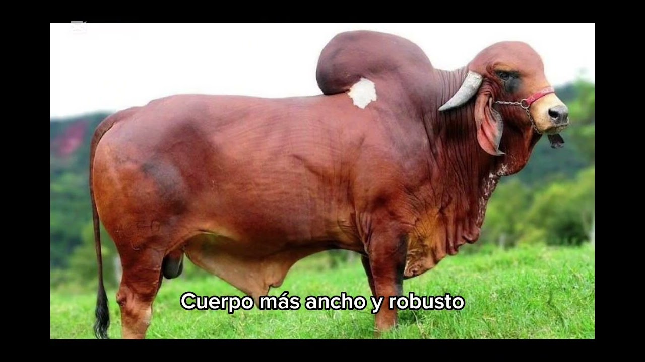 Gyr lechero vs Gyr de carne | Diferencias, características y cuál es mejor 