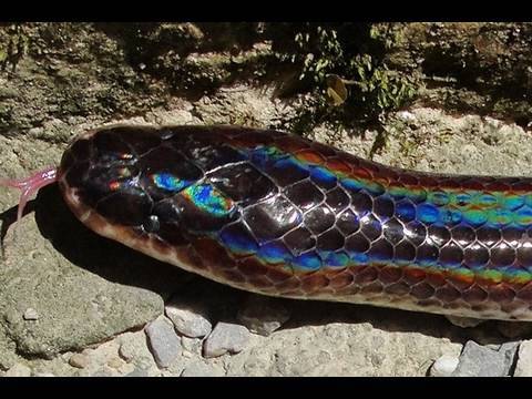 thailand snakes identification Sunbeam Snake a Rainbow Snake with Rainbow Colors 🇹🇭Thailand VLOG | Thailand Living