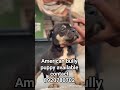 american bully puppy available contact 8920780702#americanbully #shortsfeed #shortvideo #shortsviral
