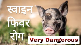 बंगुरकाे सबैभन्दा घातक राेग स्वाइन फिवर । Classical Swine Fever Disease । AgroDev Nepal