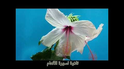 تلاوة خاشعة لسورة الأنعام للقاريء عبدالرحمن الحَسَنِي العراقي السامرائي