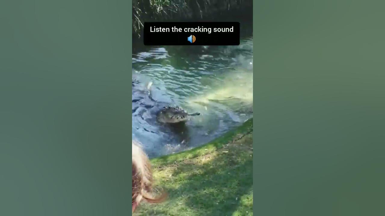 crocodile jaw pressure | saltwater crocodile bite force #shorts 🔊🔊