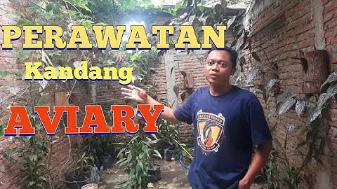 Cara Mudah Merawat Kandang Ternak Murai Batu Model Aviary Mini