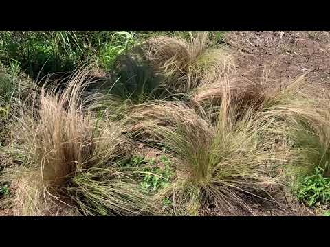 Vidéo: Utilisations de Thurber's Needlegrass : Cultiver des plantes de Thurber's Needlegrass dans les jardins