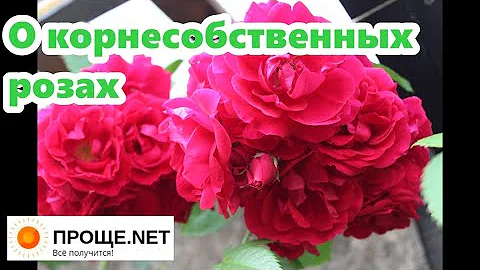 Просили показать мои корнесобственные розы?🌹 Показываю и развеиваю миф.