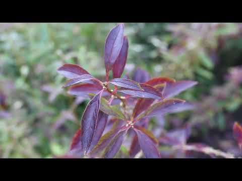 Video: Forsythia intermediate: istutus ja hoito (kuva)