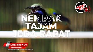 Terbaik Masteran Jeda Untuk Burung Murai Batu Juara Cucak Cungkok Gacor Jernih