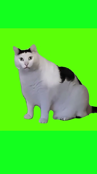 Huh Cat - Original Video Cleaned Up