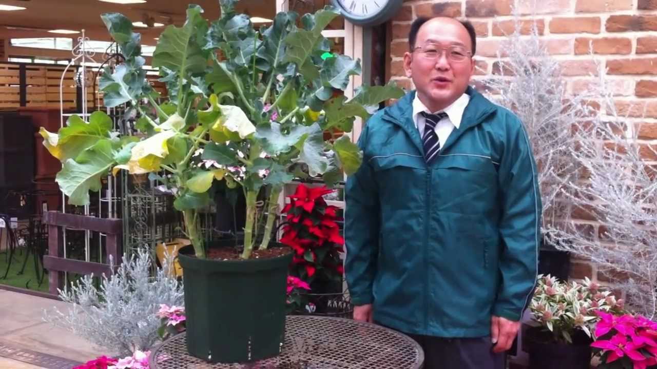 茎ブロッコリーの育て方 日常管理 植え付け 90日後 最後の収穫 Youtube