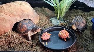 Box Turtle Food Balls Tutorial