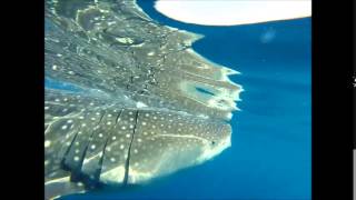 Underwater Footage of Whale Shark Feeding Off the Coast of Isla Mujeres, Mexico.