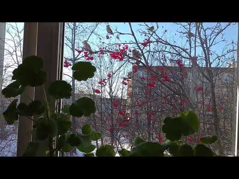 Когда прилетают свиристели/ Как выглядит свиристель/ Свиристель перелётная птица
