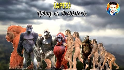 APES - Size comparison | Living vs Extinct