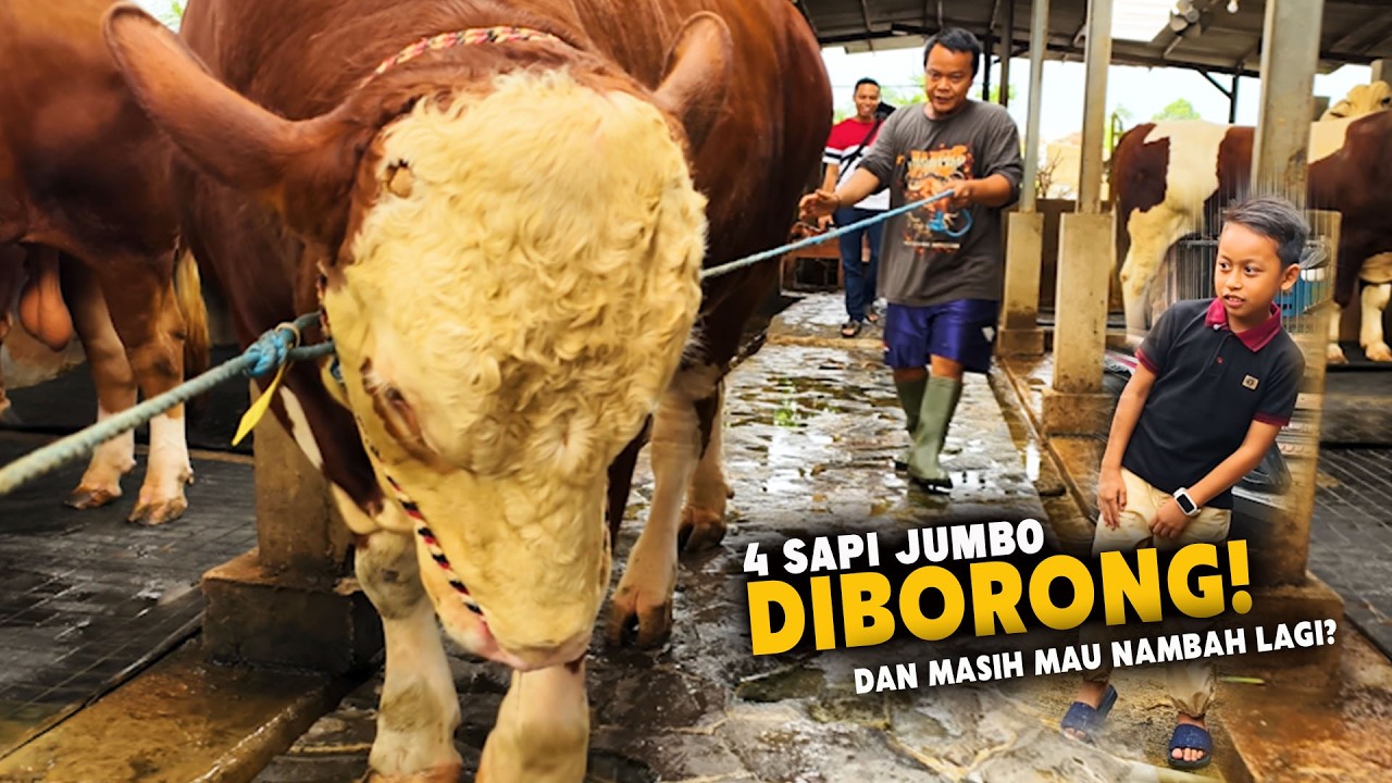 Bumbo Sapi Deal 3 Sapi Jumbo 1 Ton Up, Dan Masih Mau Nambah Lagi, - YouTube