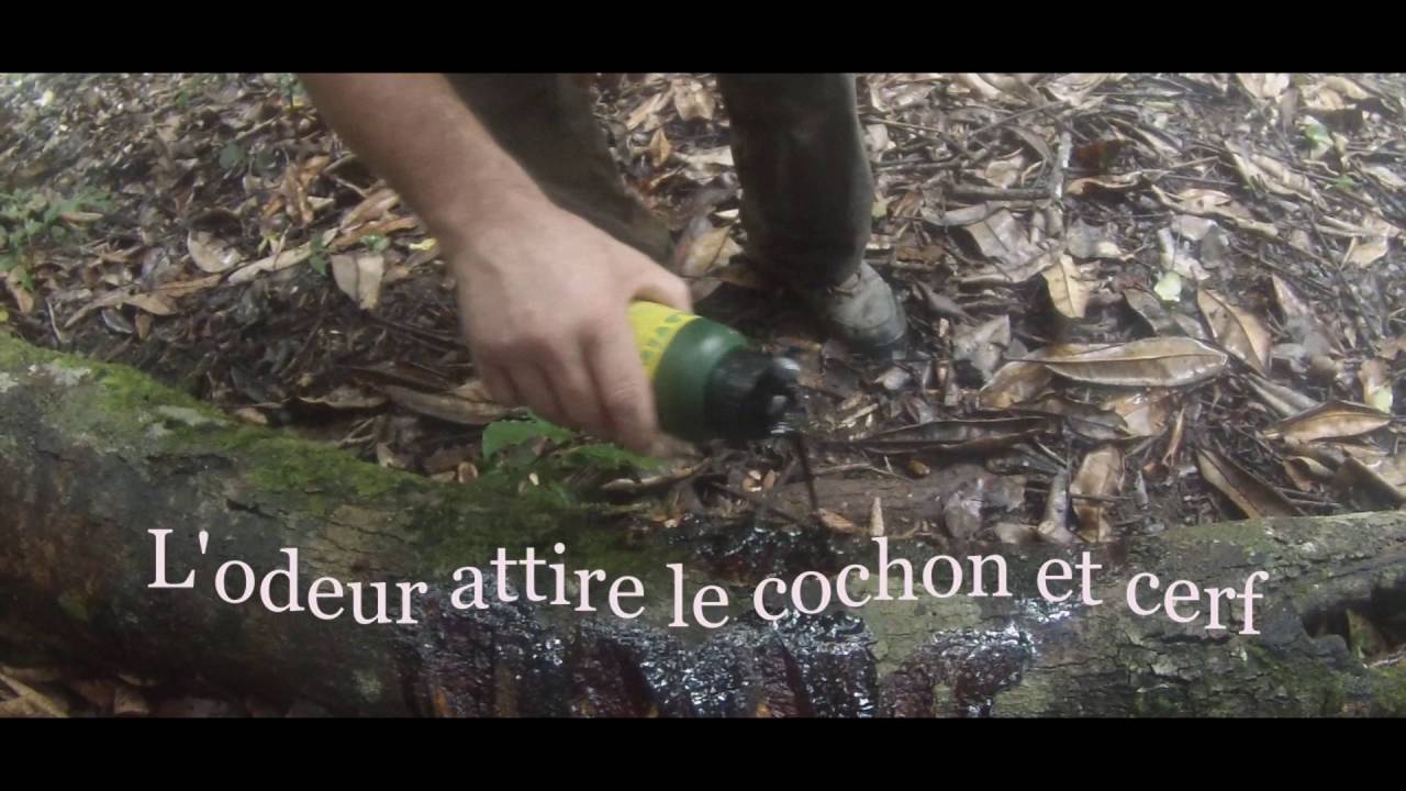 Chasse Piege Attracif Pour Gibier Sanglier Cochon Cerf Nouvelle Caledonie Youtube