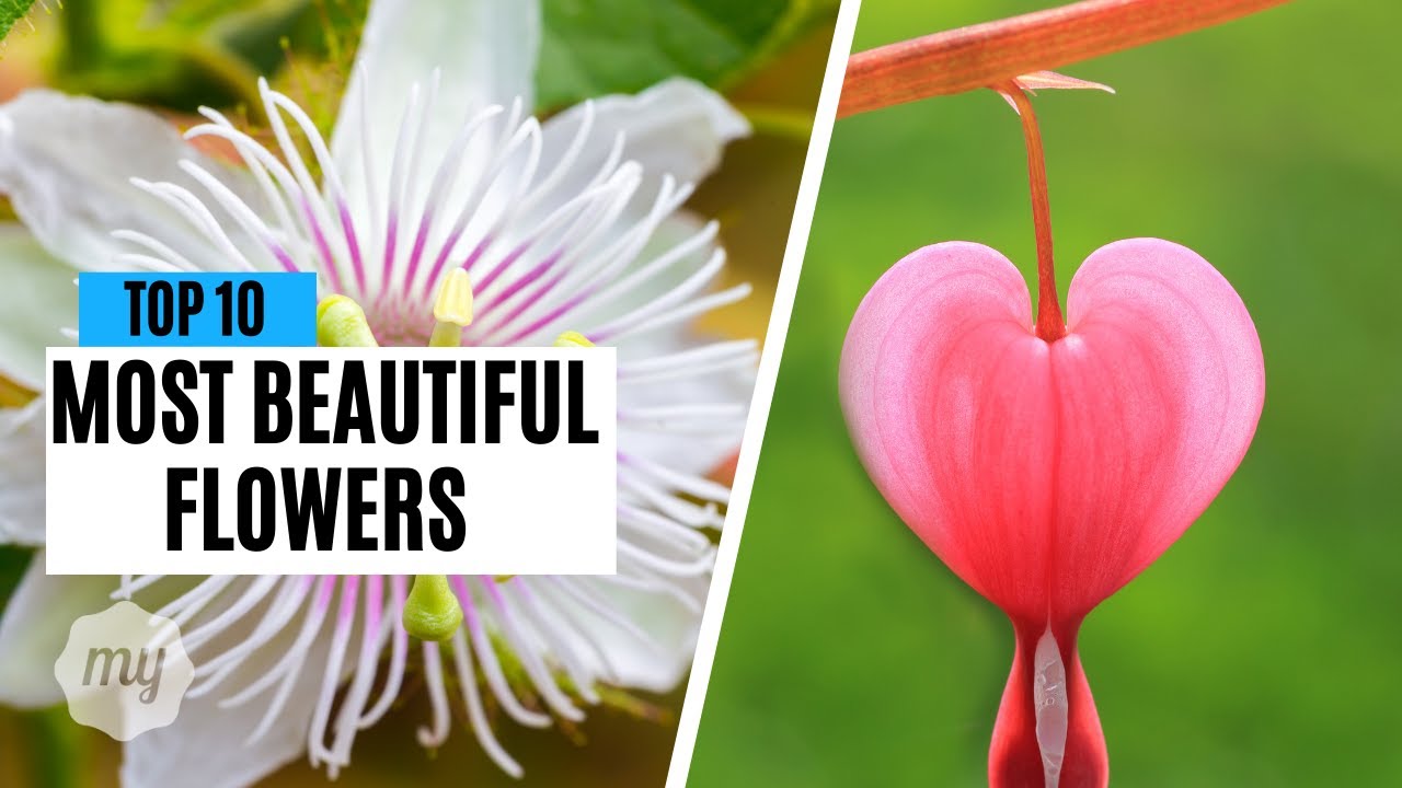 Top 10 Most Beautiful Flowers In The