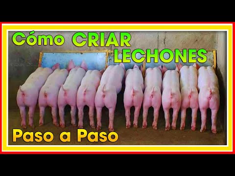 Video: Cómo Criar Lechones