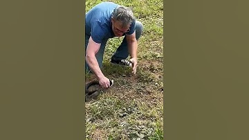 BARE HAND SNAKE CATCH!!@Billy-Darci