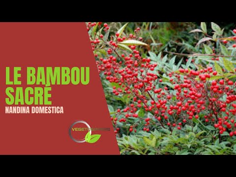 Vidéo: Baies et oiseaux de bambou céleste : les baies de Nandina sont-elles toxiques ?