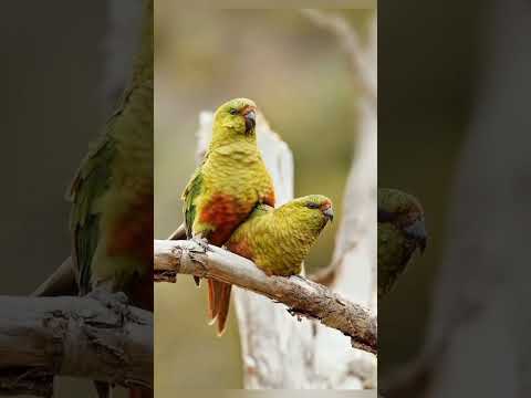 Austral Conure or Parakeet / Enicognathus ferrugineus sound