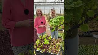 #veg #vegetables #veggrowing #easygrow #growyourown #tiktokmademeplantit #fok - Gardening