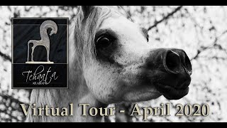 Tchaata Arabians' Virtual Tour - April 2020