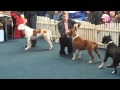 CACIB Dog Show - Arad (RO) - 2011.02.26. - Amstaff