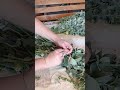 Дачный лайфхак. Ароматический веник для бани из трав которые есть на даче. День солнцестояния.