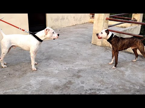 Crazy pitbull vs dogo Argentino part 2 ( who will win )