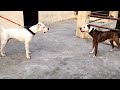 Crazy pitbull vs dogo argentino part 2  who will win 