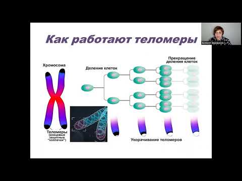 Как остановить старение. Теломеры