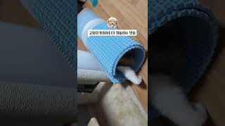 깜짝 놀라는 고양이 startled cat catshorts웃긴고양이