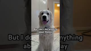 Let’s all sign the petition #dogs #goldenretriever #dogshorts #pets #doglove #petition #monday