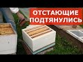 расширение средних пчелосемей