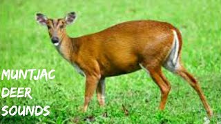 MUNTJAC DEER SOUNDS #naturesounds