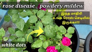 powdery mildew rose disease /white dots on rose leaves / garden life creation.