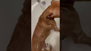 My Pitbulls Hate Getting Baths