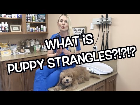 ვიდეო: Puppy Strangles ძაღლებში