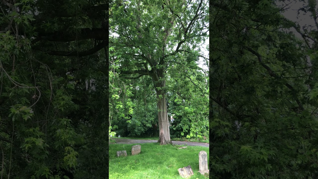 Silver maple - trunk & lower canopy - July 2021