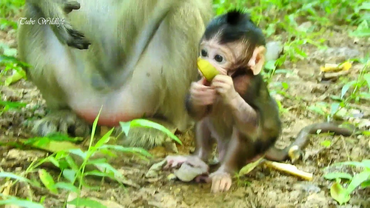 petco hours Beautiful baby FARRAH eating fruits with mummy/ FARRAH is really overactive & charming ever seen.