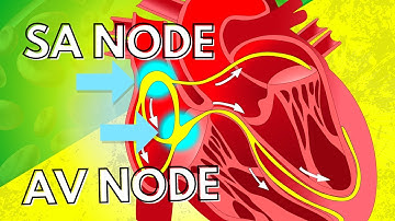 The Pacemaker Potential of the SA Node and the AV Node