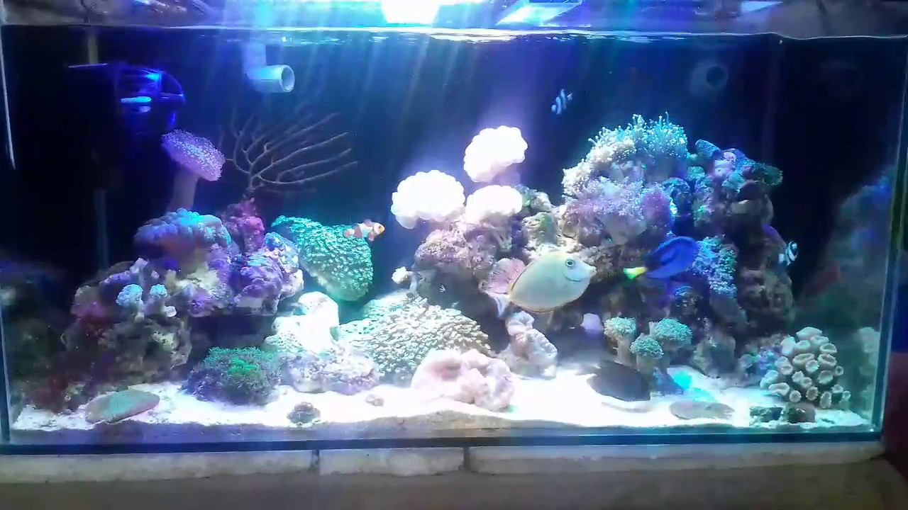 Aquarium air laut YouTube