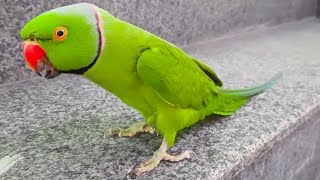 Alex Is A Friendly And Intelligent Talking Parrot by Talking Parrot 5,248 views 1 month ago 2 minutes, 39 seconds
