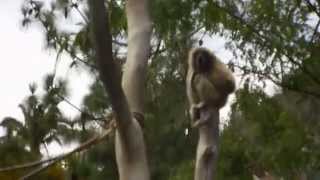 Funny Screaming Gibbon Ape
