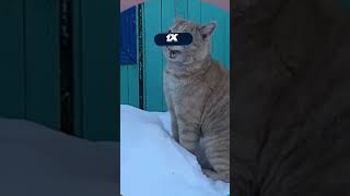 КОШАЧЬИ РАЗБОРКИ 🐈